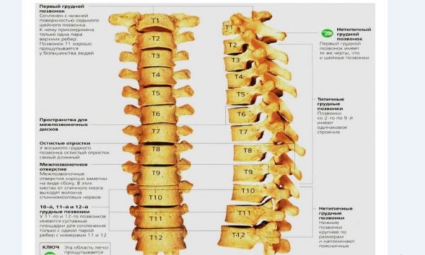 Грудной отдел позвоночника