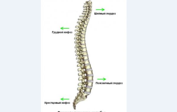 Изгибы позвоночника