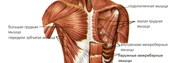 Грудные мышцы