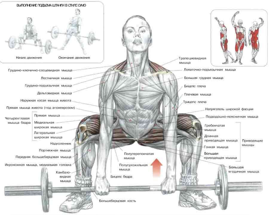 Какие мышцы работают при становой тяге