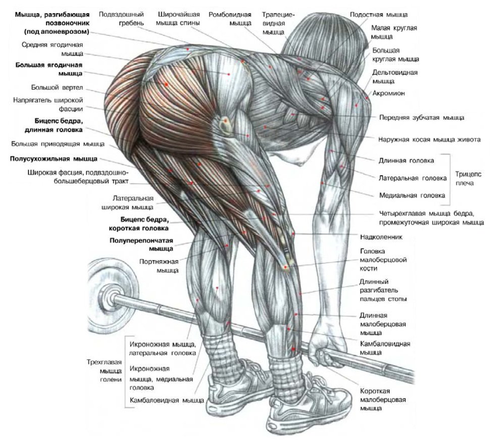 Какие мышцы работают при становой тяге