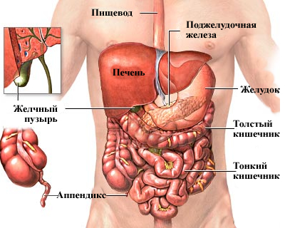 Анатомия мужчины