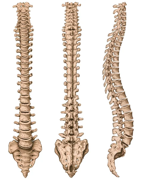 Анатомия человеческой костистой системы, человеческой скелетной системы, скелета, позвоночника, columna vertebralis, позвоночной колонки, позвоночных костей, стены ствола, анатомического тела, предшествующего, следующего и бокового представления Стоковое Изображение