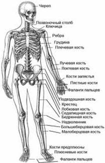 Кости человека
