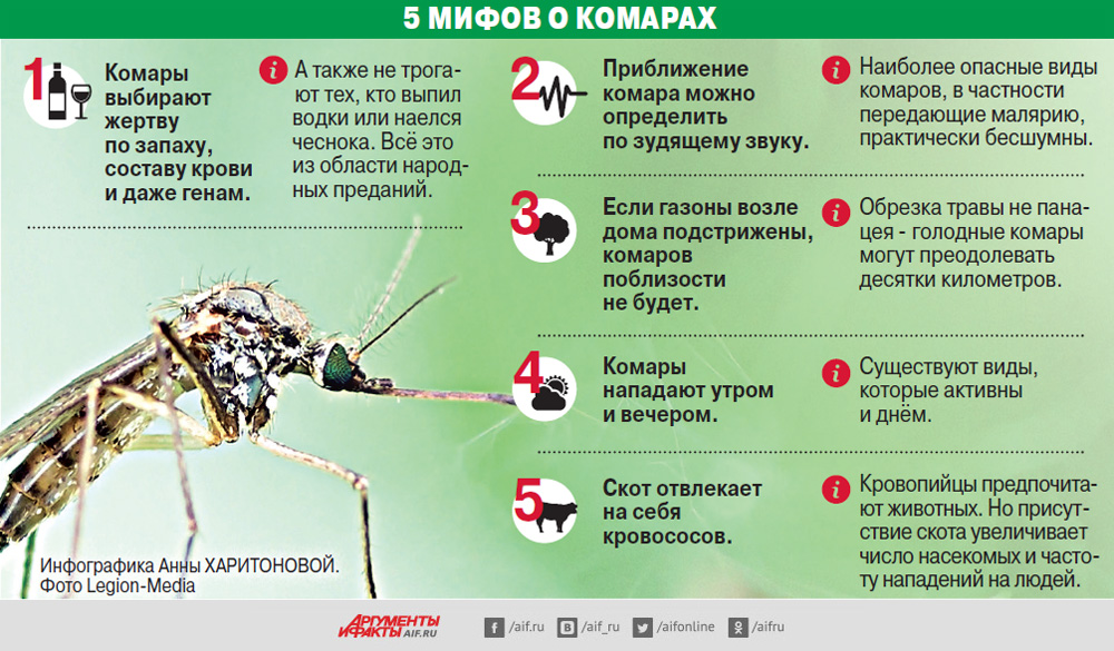 Комары. Инфографика