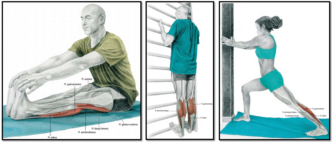 Растяжка икроножных мышц после силовой тренировки