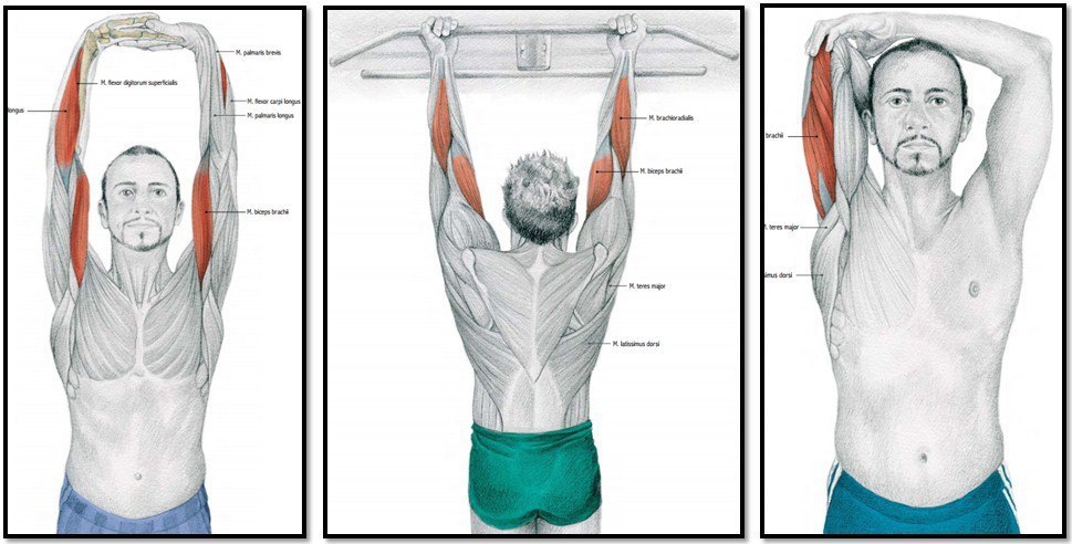 Растяжка трицепса и бицепса после силовой тренировки