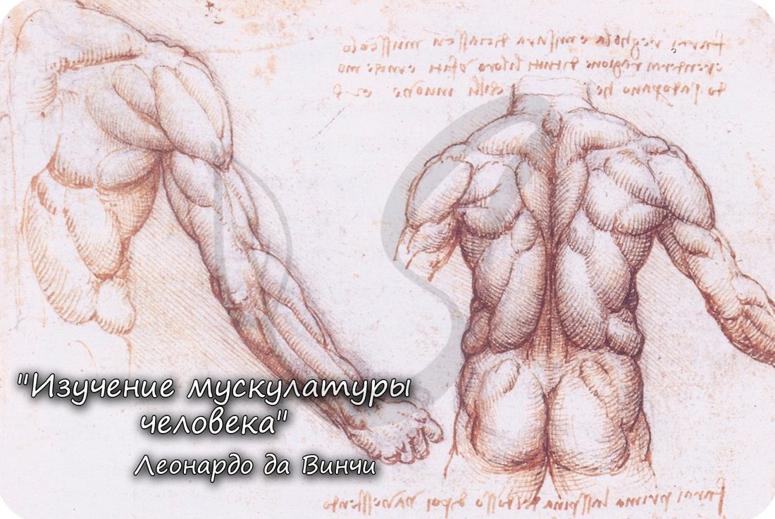 Леонардо да Винчи - Изучение мышц человека