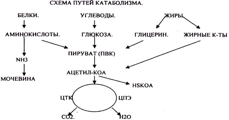 Схемы обмена белков жиров и углеводов