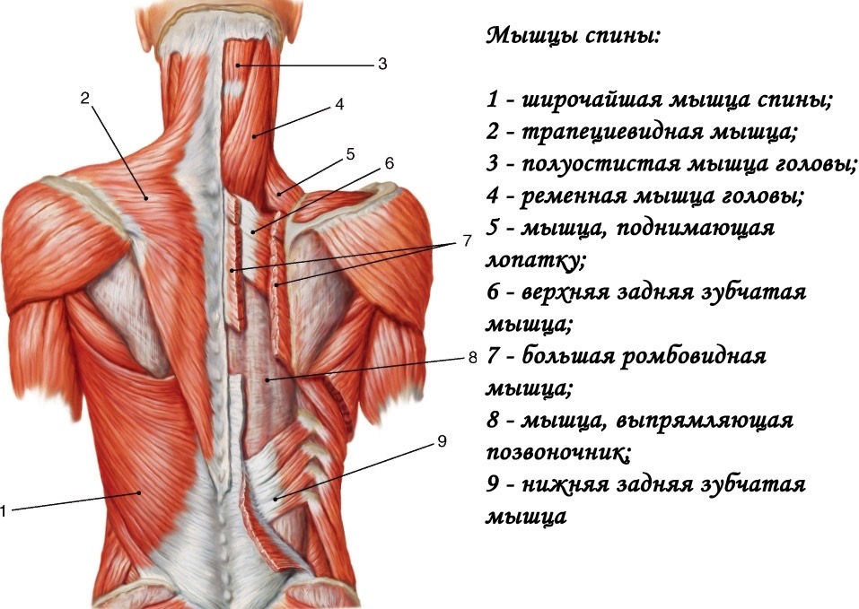 Связки на спине схема