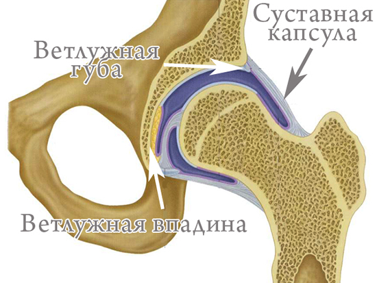 Устройство тазобедренного сустава