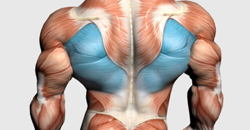 мышцы на спине