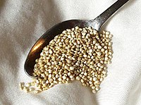 Chenopodium quinoa0.jpg