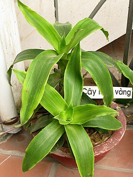 Callisia fragrans - Luoc vang.jpg