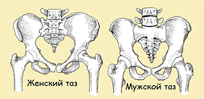 мужской и женский таз скелет сравнение