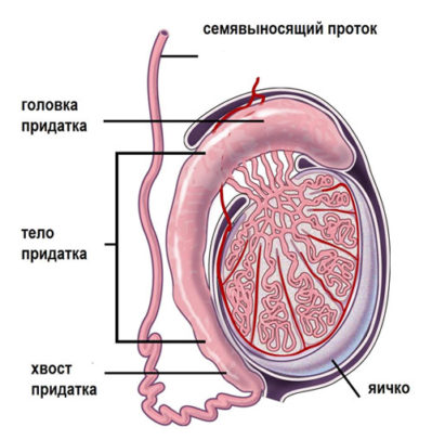 мочеполовая система