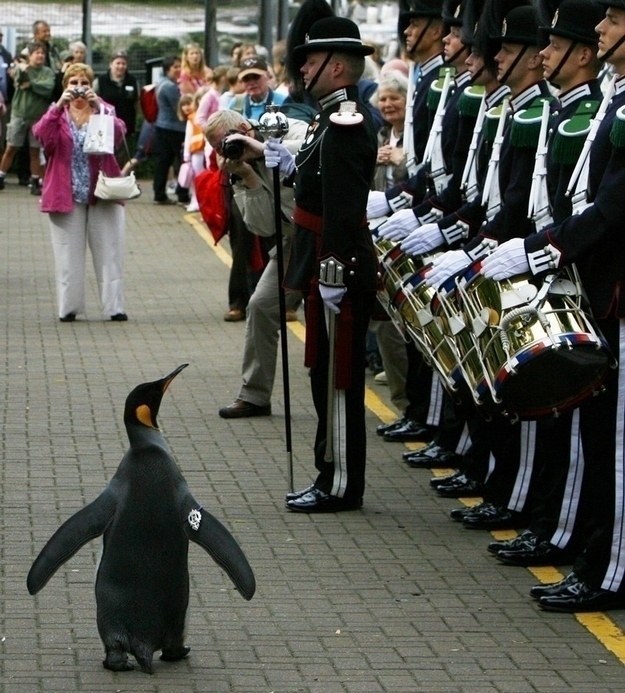 В Норвегии однажды посвятили в рыцари пингвина