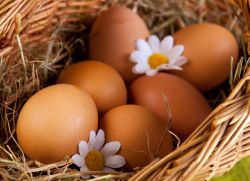 белок яйца калорийность