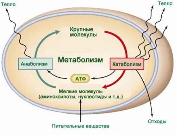 Что такое метаболизм и как его на самом деле можно улучшить