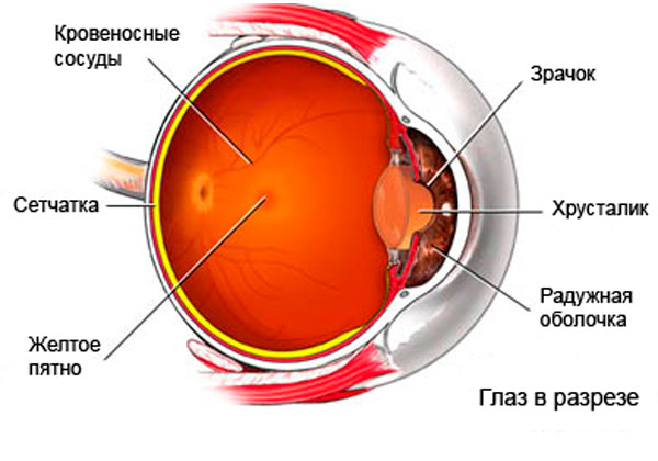 Структура глаза