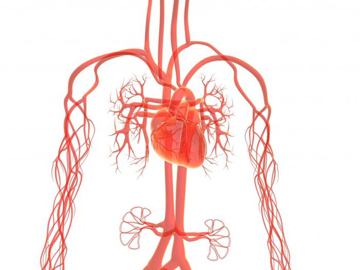 как укрепить сердце и сосуды