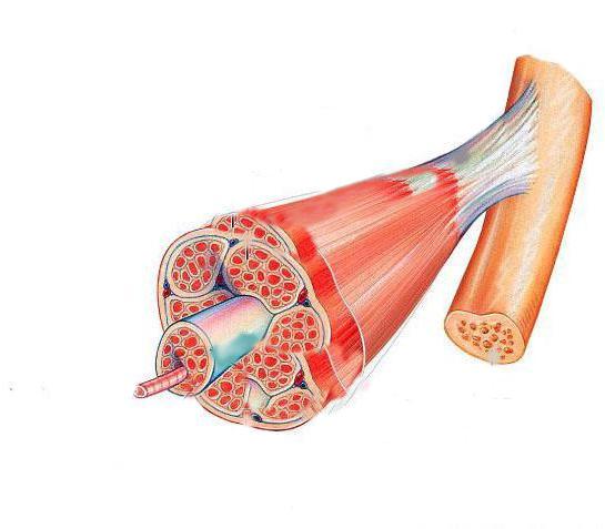 строение мышечной системы человека
