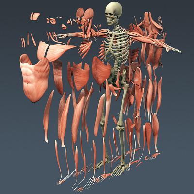 строение мышечной системы