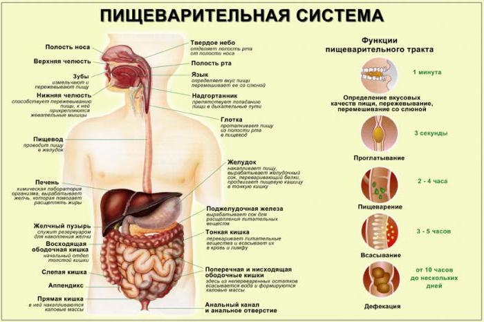 расположение органов человека фото