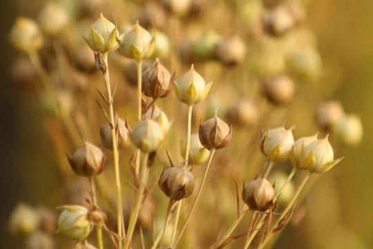 Как употреблять семена льна
