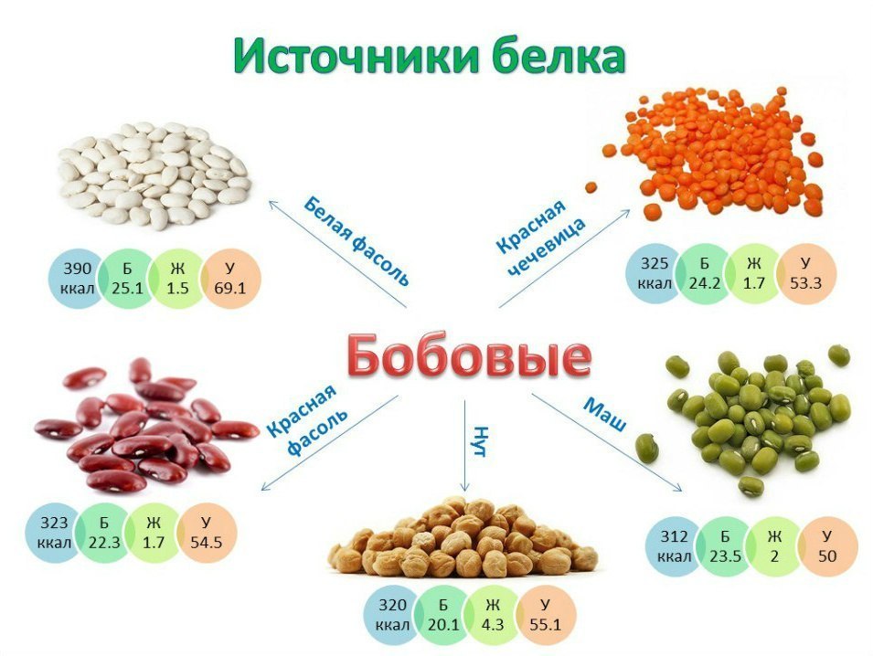 Бобовые как источник растительного протеина