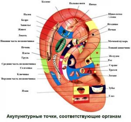 Точки на ушах отвечающие за органы и прокол ушей. Расположение точек