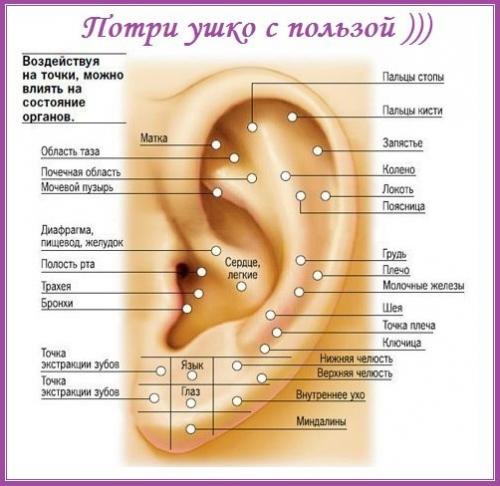 Точки на ушах отвечающие за органы. С точки зрения восточной медицины, ухо - не просто орган слуха, а мощная акупунктурная система, связанная с работой внутренних органов.