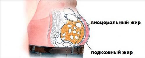 Как быстро накапливается жир в организме. Виды жира в организме. Подкожный и висцеральный жир