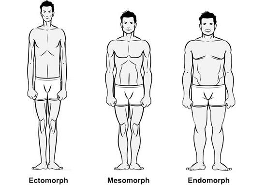 эктоморф, мезоморф и эндоморф