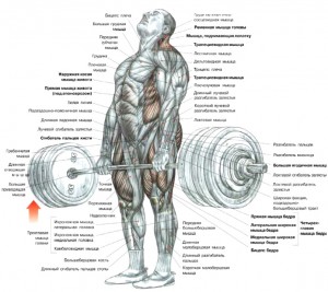 мышцы работающие при становой тяге