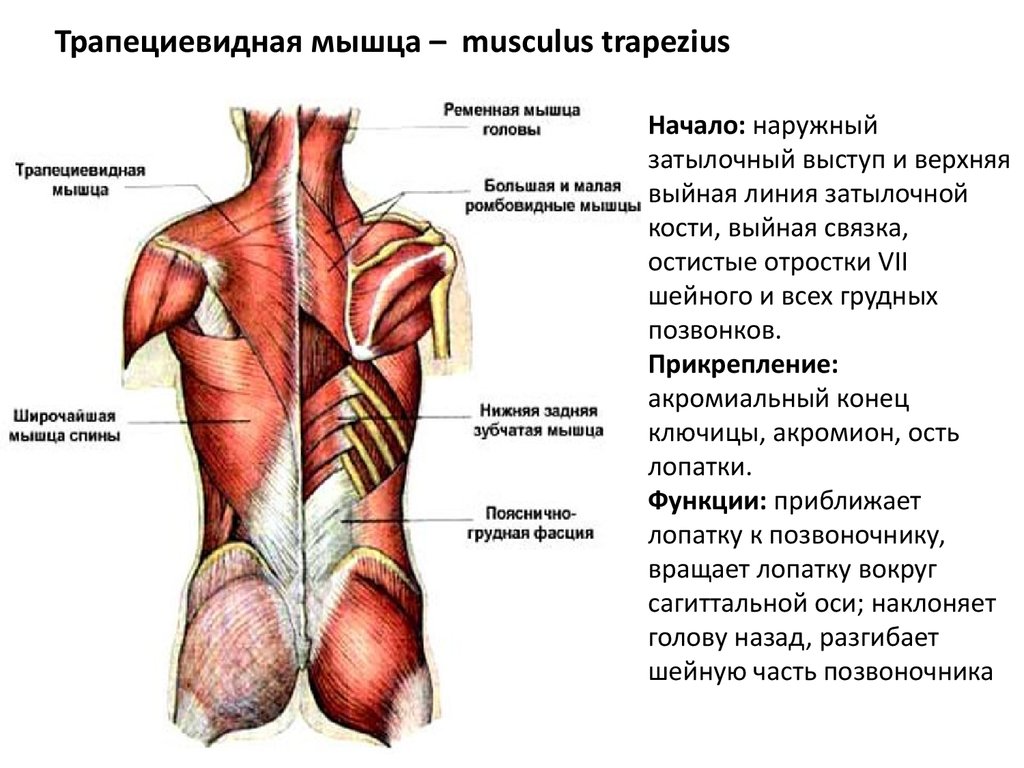 трапециевидная мышца