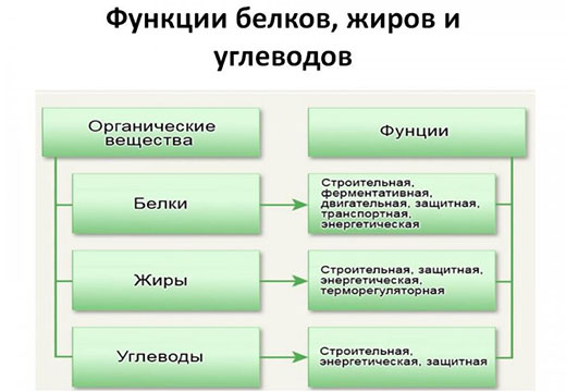 Белки, жиры, углеводы