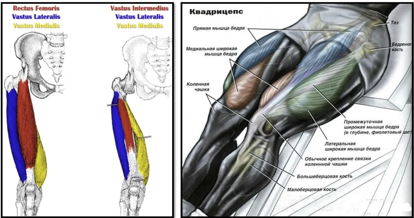 Медиальный и латеральный это. Мышцы передней поверхности бедра квадрицепс. Четырехглавая/квадрицепс. Латеральная группа мышц бедра анатомия. Мышцы ног квадрицепс анатомия.