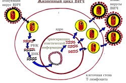 Жизненный цикл ВИЧ